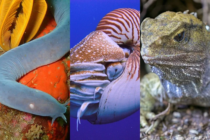 Alguns animais que existem atualmente podem ser considerados verdadeiros “dinossauros vivos” porque suas linhagens remontam a centenas de milhões de anos. Veja alguns exemplos!