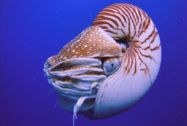 Náutilo: Esse molusco marinho com concha espiralada é considerado um verdadeiro fóssil vivo. Estima-se que ele habite a Terra há aproximadamente 500 milhões de anos!