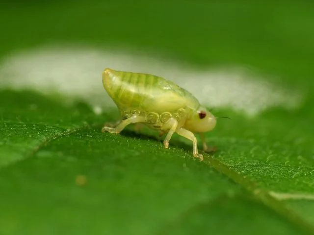 Cada fêmea pode colocar entre 200 e 400 ovos por vez, depositando-os nas fendas das árvores. A reprodução ocorre apenas uma vez no ciclo de vida das cigarras periódicas, enquanto as anuais podem se reproduzir mais vezes.
