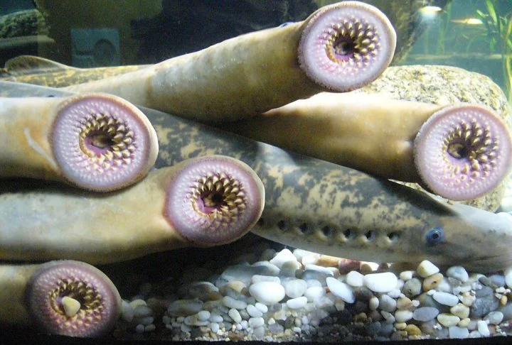 Lampreias: Estes peixes sem mandíbula com bocas em forma de disco cheias de dentes afiados existem há mais de 360 milhões de anos.