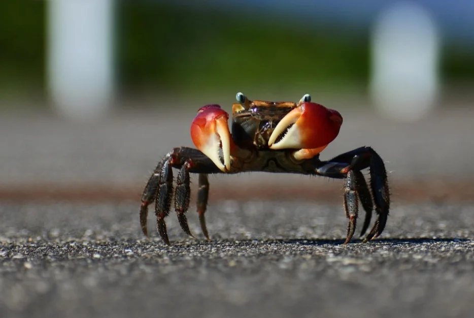 Possuem cinco patas (chamadas de pereópodes) na região do cefalotórax, sendo a primeira delas modificada em quela (garra) e as outras quatro especializadas em locomoção (reptação), terminadas em pontas duras. 