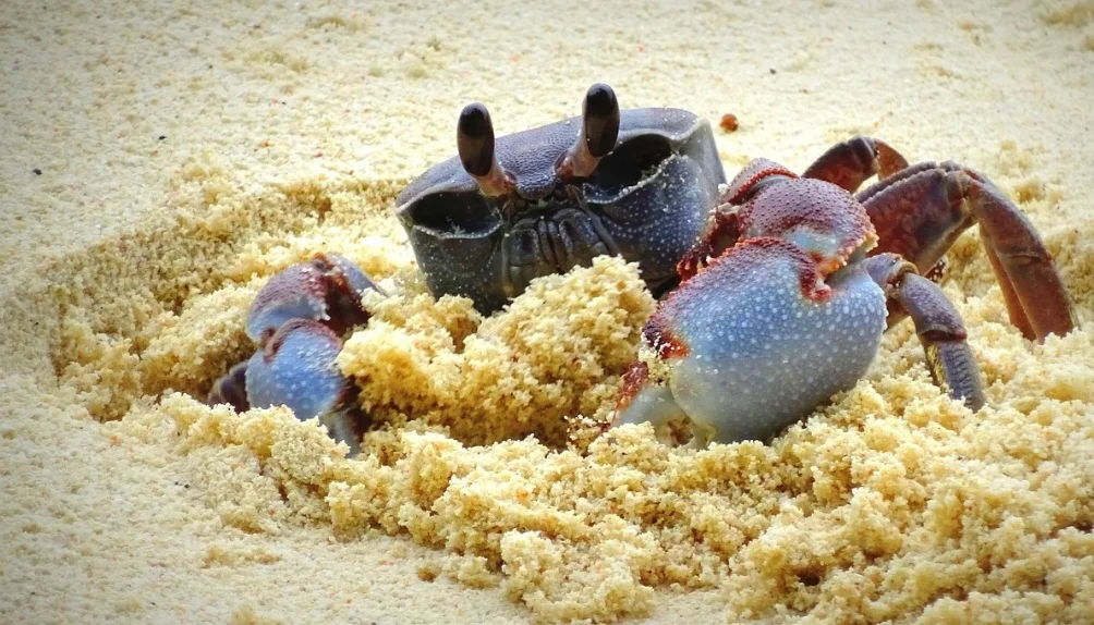 O magnésio e o triptofano presentes nos caranguejos podem ajudar a reduzir os sintomas da menopausa, como ondas de calor e oscilações de humor. 