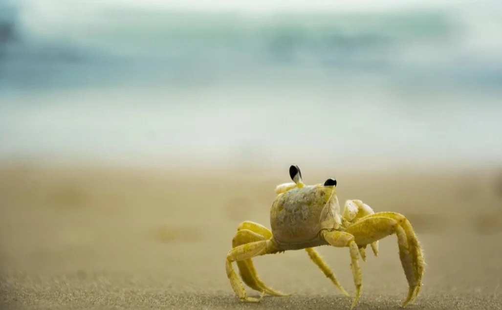 Os siris são onívoros, alimentando-se de uma variedade de organismos, como fungos, bactérias, algas, detritos orgânicos, moluscos e outros crustáceos. Eles também são presas de peixes, aves e outros animais marinhos.