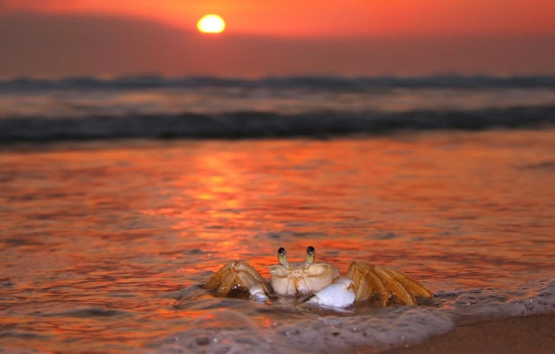 Os caranguejos e siris pertencem à infraordem Brachyura dos crustáceos, que tiveram origem no período Jurássico, há cerca de 180 milhões de anos.