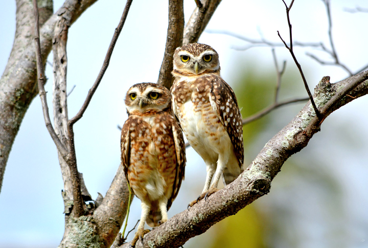 No Brasil, são encontradas cerca de 70 espécies de corujas. Algumas das espécies mais comuns são a coruja-buraqueira, a coruja-do-mato, a coruja-das-torres, a coruja-orelhuda e a coruja-de-sombreiro.