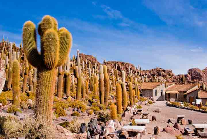 Além disso, há vários locais de interesse próximos, como a Ilha Incahuasi, onde se encontram enormes formações de cactos, e o Salar de Chiguana.