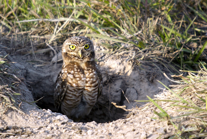 Algumas espécies, como a coruja-buraqueira, são especializadas na caça de pequenos mamíferos, como camundongos e ratazanas. 