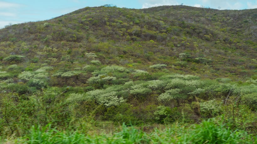 Cear&aacute; amplia &aacute;reas de conserva&ccedil;&atilde;o no bioma Caatinga
 