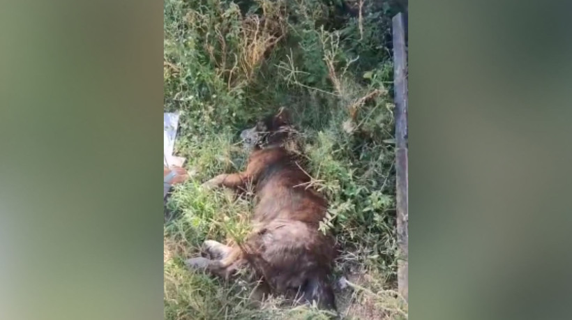 Crime ambiental é registrado contra cachorro nessa quarta-feira, 16, em Caucaia