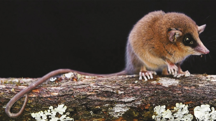 Foto divulgada pela equipe de pesquisadores Pavan et al. 2025, através do Serviço Nacional de Áreas Naturais Protegidas do Peru (Sernanp), em 16 de julho de 2025, mostra uma nova espécie de marsupial chamada