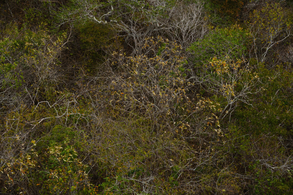 A imagem mostra a vegetação densa e já perdendo folhas da Caatinga, com galhos retorcidos e folhas esparsas em tons de verde, amarelo e marrom