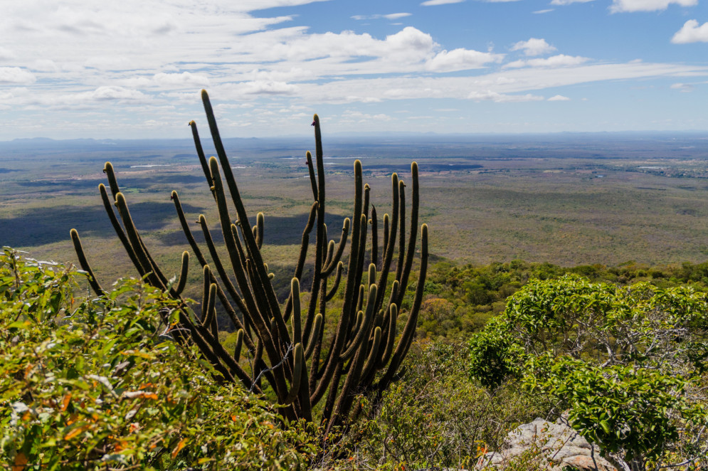A imagem mostra um grande cacto facheiro em destaque, em meio à vegetação da Caatinga, no alto de uma serra. Ao fundo, a paisagem se estende até o horizonte, com céu parcialmente nublado e vasta planície