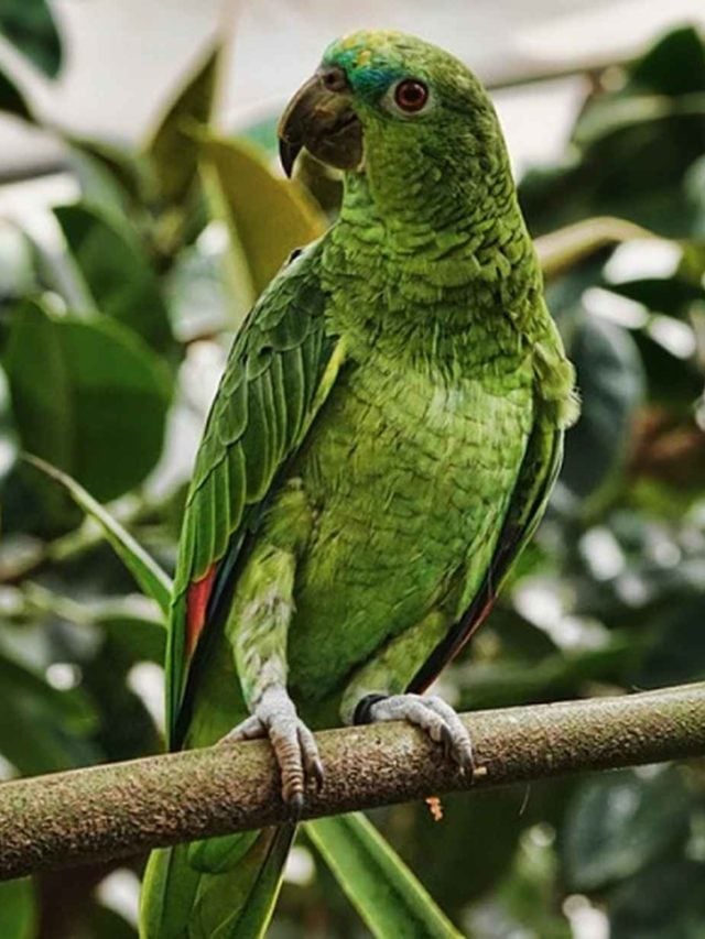 Esses pássaros são conhecidos justamente por sua habilidade de imitar a fala humana. Alguns papagaios, como o Apollo,  podem associar palavras com seus significados e têm capacidade de aprendizado. 