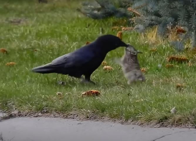 Com habilidades de resolução de problemas, os corvos possuem memória excepcional. Por isso, já foram muito utilizados como mensageiros. Curiosamente demonstram comportamentos lúdicos e até mesmo brincam.