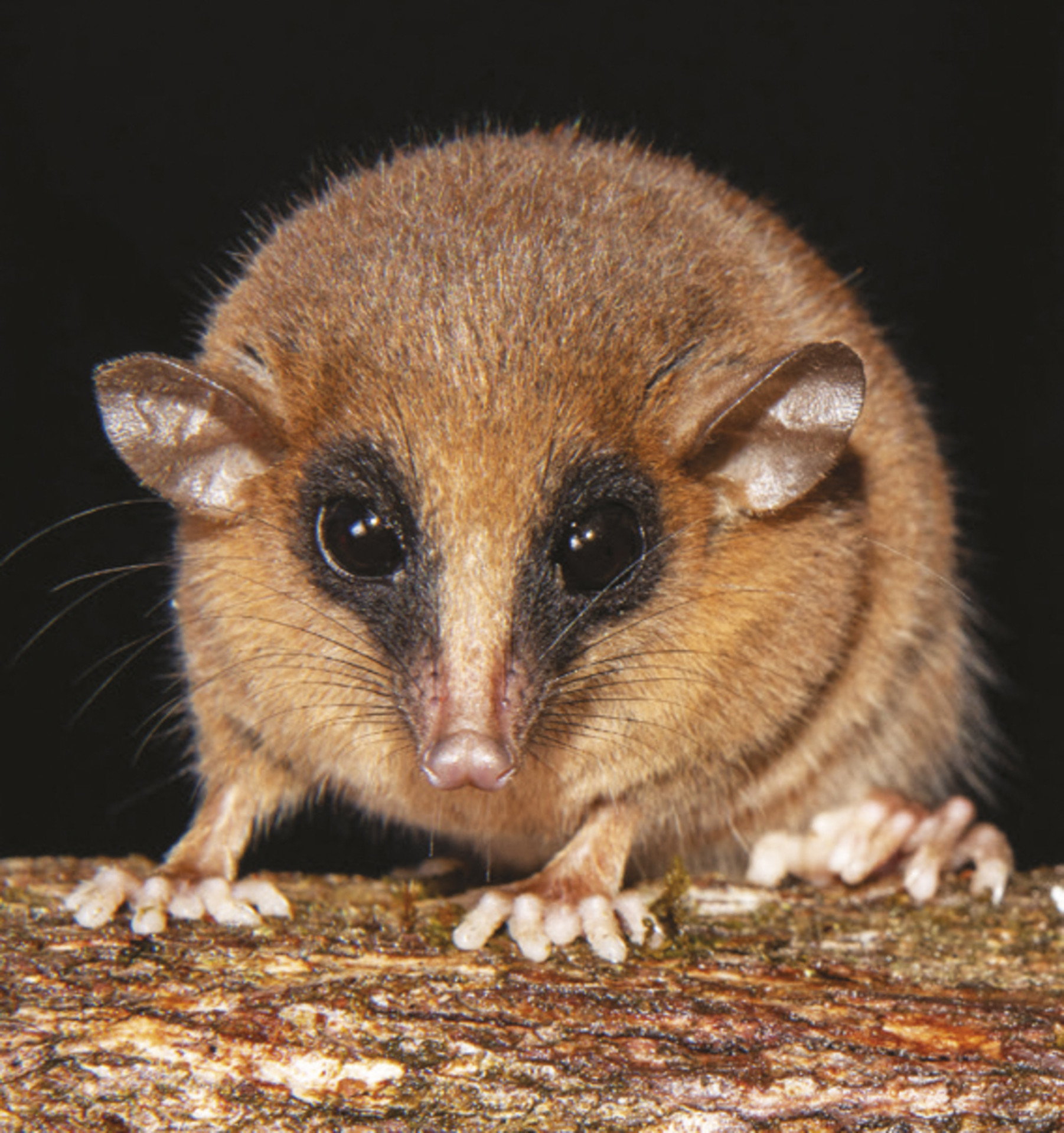 Nova esp&eacute;cie de marsupial chamada 