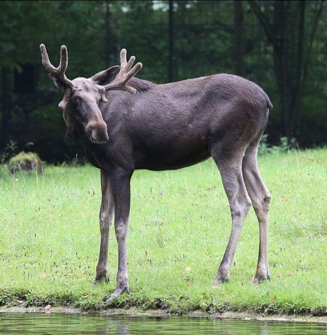 Alce - Parecem calmos, com porte de cavalo  mas os machos ficam violentos na época de acasalamento e as fêmeas reagem com fúria se alguém se aproxima dos filhotes. Segunda espécie selvagem que mais ataca humanos, somente atrás dos hipopótamos. Vivem de 15 a 25 anos. 