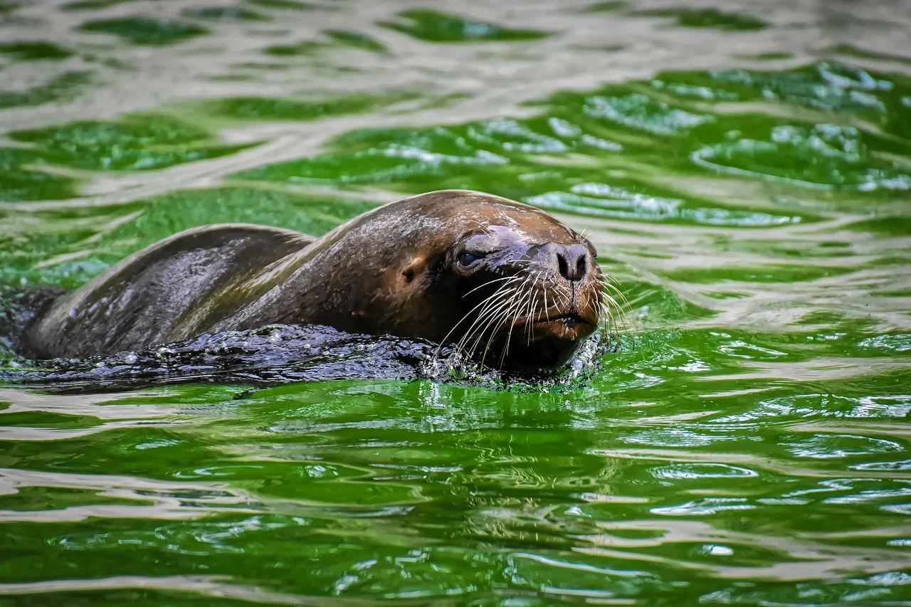 A foca é um bicho que, apesar da aparência amistosa, oferece perigo. Nada rapidamente, é forte e tem dentes potentes. 