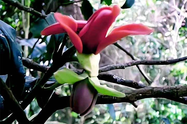 As flores da pindaíba são hermafroditas, de cor que varia do amarelo-esbranquiçado ao rosado  .
A floração ocorre no final da primavera, entre outubro e novembro, conforme a região  .