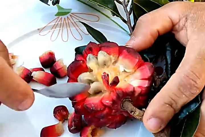 A polpa é fina e pouco volumosa, mas tem sabor doce e agradável ao paladar  .
Isso explica a expressão popular estar na pindaíba, para indicar escassez de recursos  .