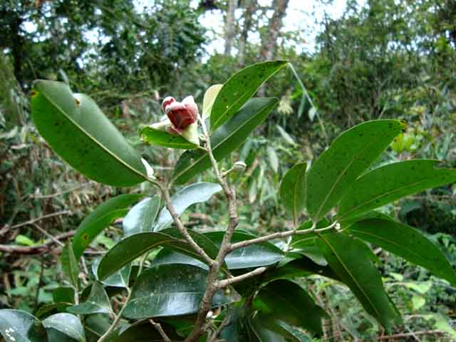 Por não ser comercialmente cultivada, a pindaíba é encontrada predominantemente na natureza. Sua produção é espontânea e esporádica, ligada aos ciclos das matas brasileiras.

