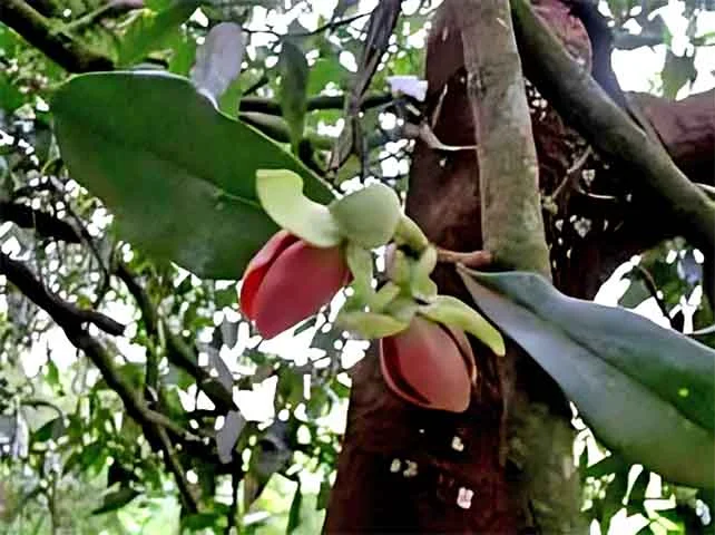 A árvore é monoica (flores masculinas e femininas na mesma planta) e tem polinização realizada por besouros. Isso reforça seu papel ecológico, atraindo fauna e contribuindo para a biodiversidade.
