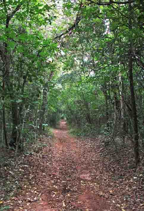 Os pinheiros, originários do hemisfério Norte, são invasores no Cerrado e podem dominar grandes áreas até 2030.