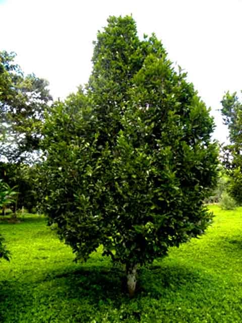 A espécie é considerada útil para reflorestamento e arborização urbana, por seu porte e atratividade. Plantar pindaíba pode ajudar na recuperação de áreas degradadas e trazer benefícios ao ecossistema.
