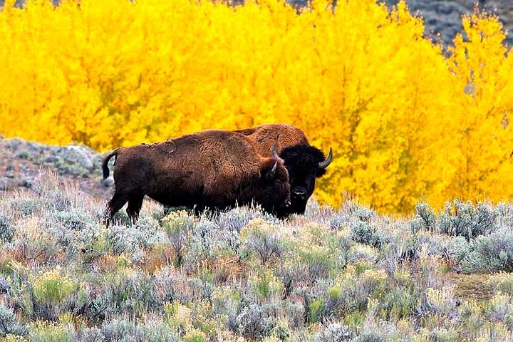 Os bisões são herbívoros e se alimentam principalmente de gramíneas, ervas e, em épocas de escassez, até de musgos e cascas de árvores. 