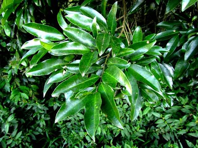 A germinação das sementes é lenta e requer cerca de 30 a 50 dias, sendo as mudas transplantadas após quase um ano. Elas apresentam comportamento recalcitrante, sem longa viabilidade de armazenamento  .