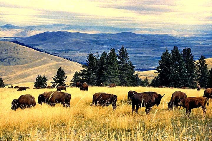 Os bisões são animais imponentes, podendo atingir até 1,80 metro de altura no dorso e pesar mais de 1.000 quilos, com os machos geralmente maiores que as fêmeas.