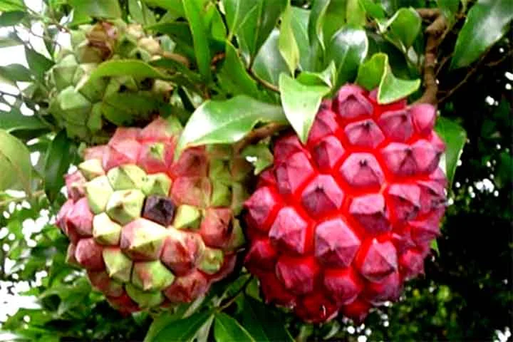 A pindaíba é considerada espécie nem pioneira, crescendo melhor em ambientes bem estabelecidos . Sua sobrevivência depende de sombra parcial e altos índices de umidade.