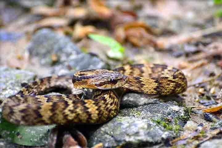 Possui uma coloração que varia entre preto e amarelo ou preto e tons esverdeados, o que pode levar à confusão com a jararaca original