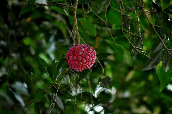 Infelizmente, a planta é cada vez mais rara, com a coleta intensa de matérias‑primas e perda de habitat. Espécies ameaçadas de extinção, como essa, necessitam de atenção em programas de conservação.
