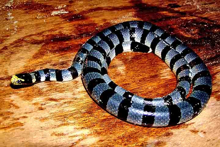 Elas são caracterizadas por possuírem escamas ventrais largas, típicas de serpentes terrestres, que facilitam a locomoção em terra, e caudas achatadas em forma de remo, adaptadas para a natação.