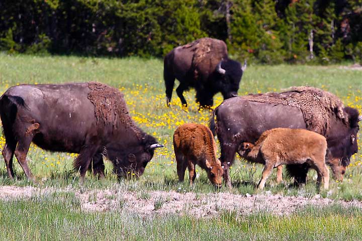 Em Yellowstone, por exemplo, vive a manada de bisões mais antiga protegida dos Estados Unidos hoje em dia.