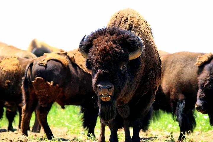 Culturalmente, os bisões têm grande significado, especialmente para os povos indígenas das Américas, que dependiam deles para alimentação, vestuário e materiais. 