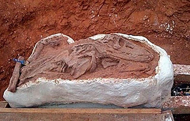  Os fósseis encontrados eram de dinossauros ancestrais, ainda pequenos e compridos (1,50 metro). Ao longo da evolução, eles deram origem aos dinossauros gigantescos (passando, então, a ser quadrúpedes).