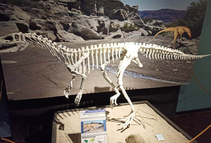 Museu Paleontológico de Mafra: Faz parte de um centro de pesquisa criado em 1977 para difundir e preservar o patrimônio paleontológico e geológico do planalto norte de Santa Catarina. 