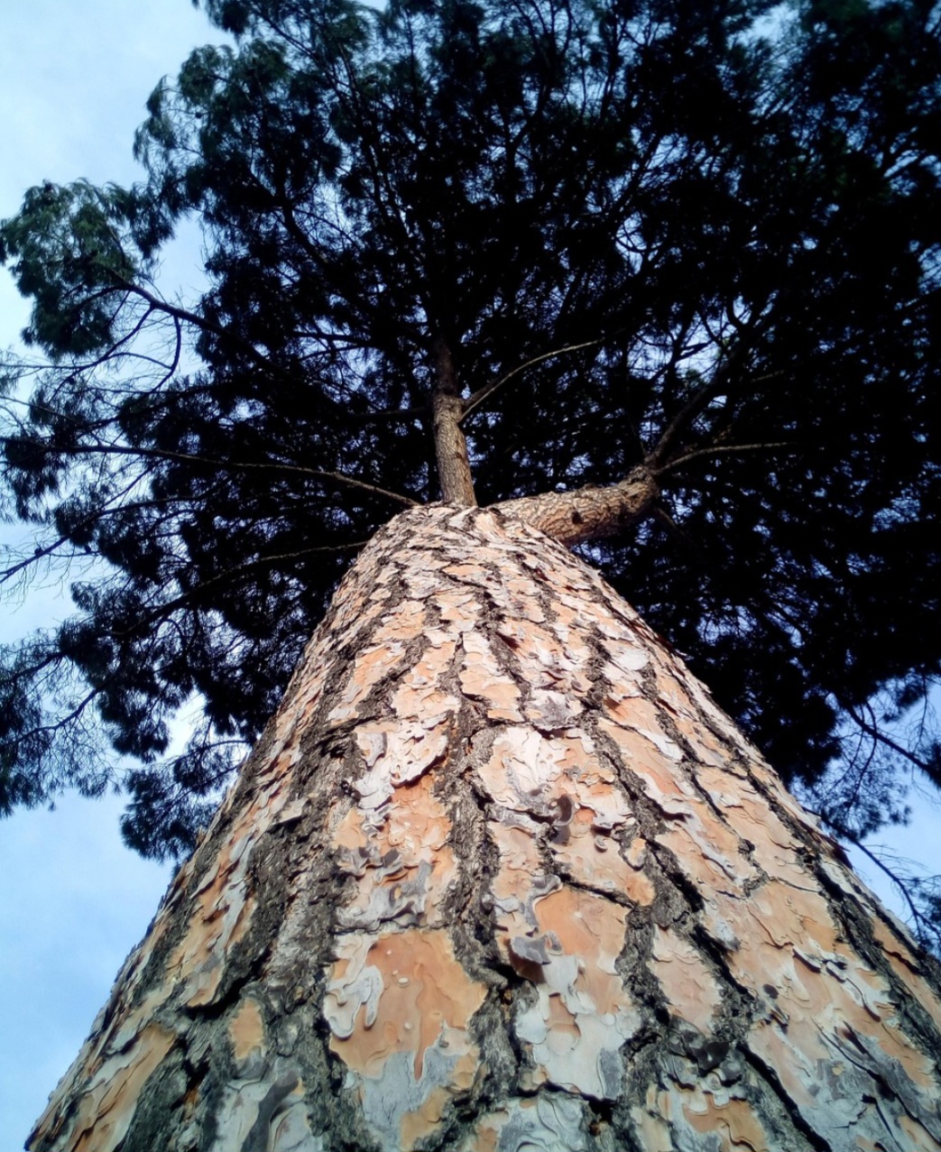 A resina ricamente presente é usada industrialmente na produção de terebintina, óleos essenciais, adesivos e vernizes  .
