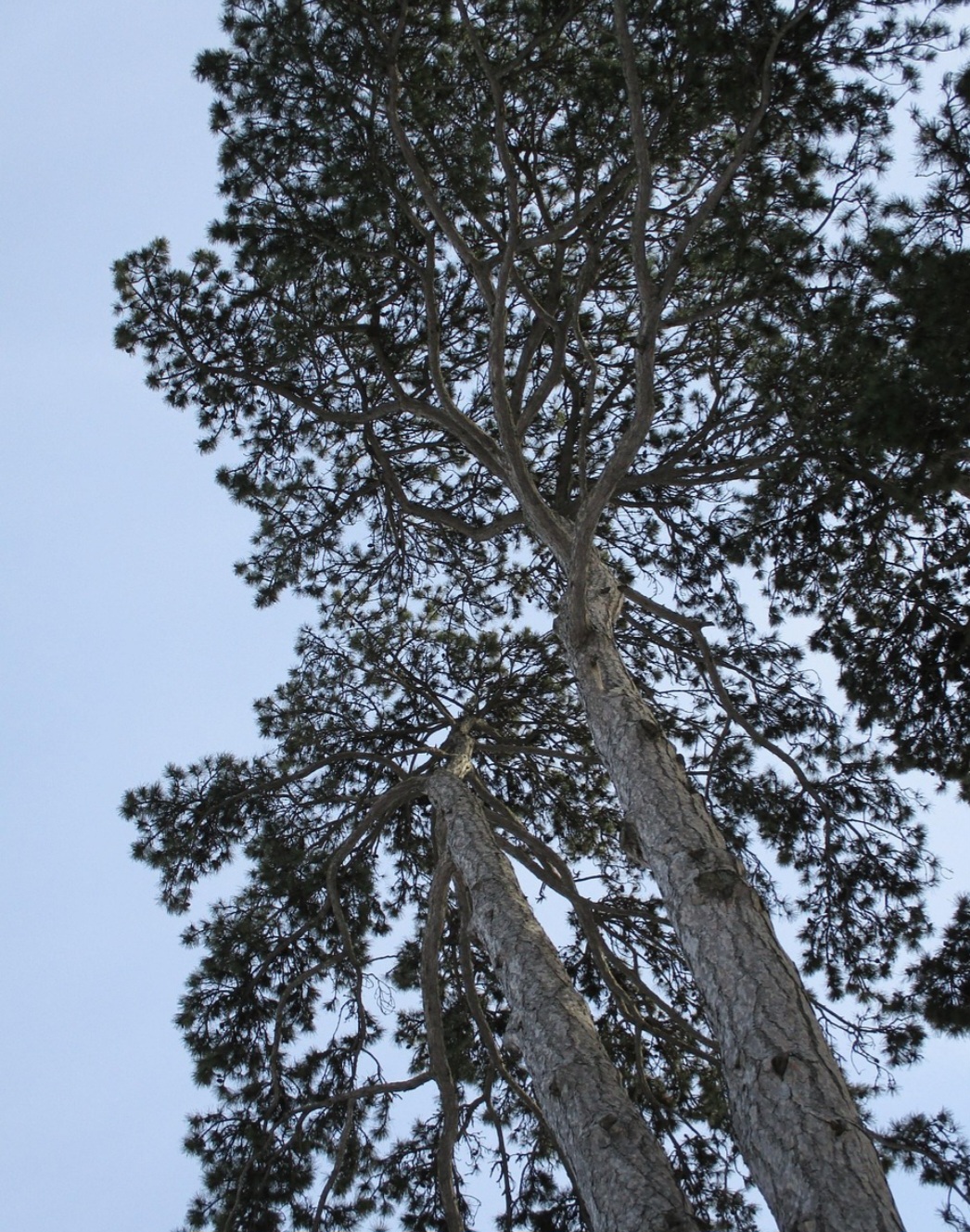 Segundo estudo do parque que identificou 655 exemplares com até 35 metros, localizados em áreas como estacionamento e piquenique. Veja informações sobre os pinheiros.