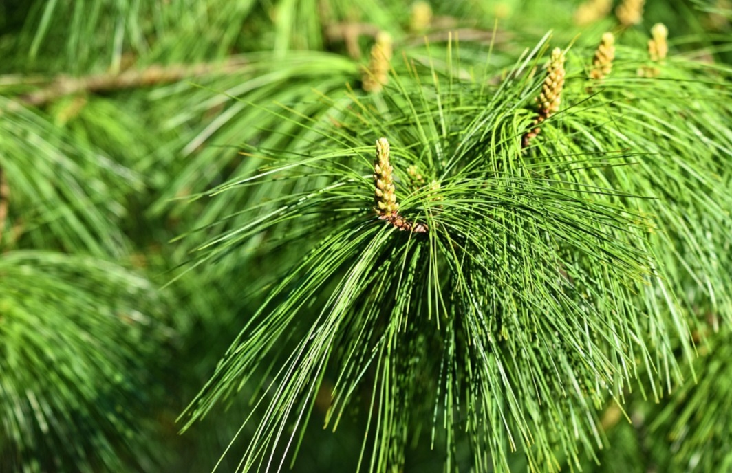 As sementes aladas se dispersam pelo vento, mas algumas espécies dependem de fogo para abrir cones e germinar  .
