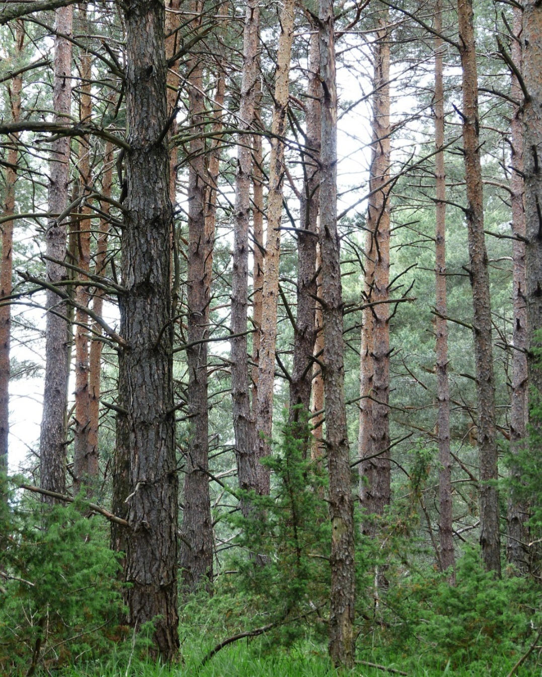 Os pinheiros pertencem ao gênero Pinus, o maior das coníferas, com mais de 100 espécies nativas do Hemisfério Norte  .
