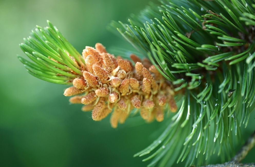 A reprodução se dá via cones masculinos (pólen) e femininos (pinhas), com maturação completa levando cerca de dois anos  .
