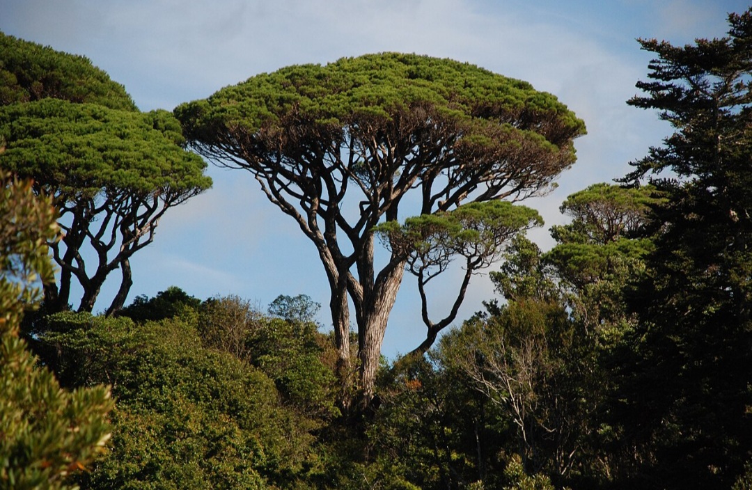 O Pinus pinea, ou pinheiro-manso, é típico da região mediterrânea e cultivado por seus pinhões comestíveis. Sua copa em forma de guarda-chuva é marcante e muito usada em paisagismo.
