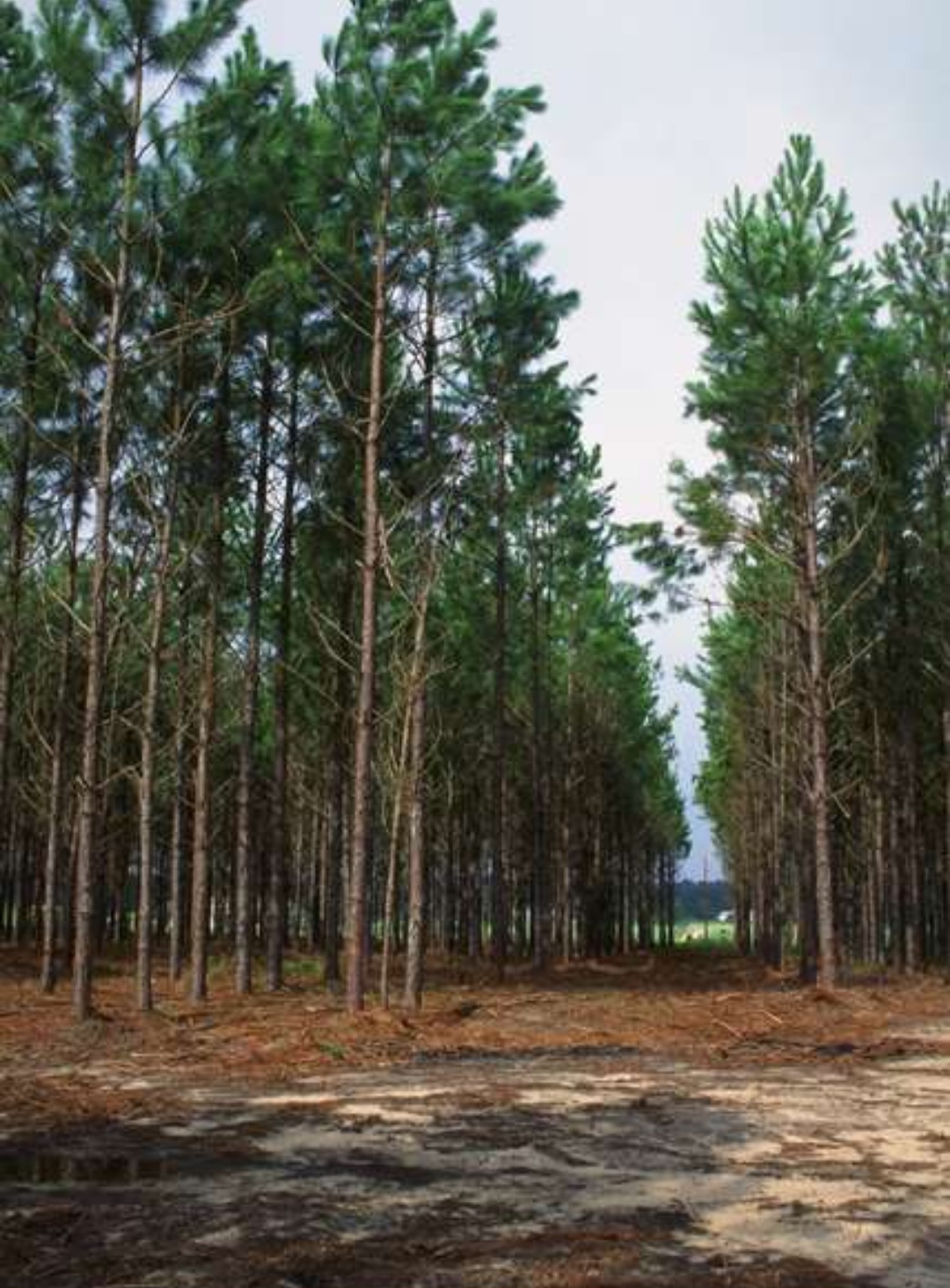 Essa iniciativa faz parte do Plano de Manejo aprovado pelo Instituto Brasília Ambiental, buscando reforçar a proteção do bioma e garantir a segurança dos visitantes. 