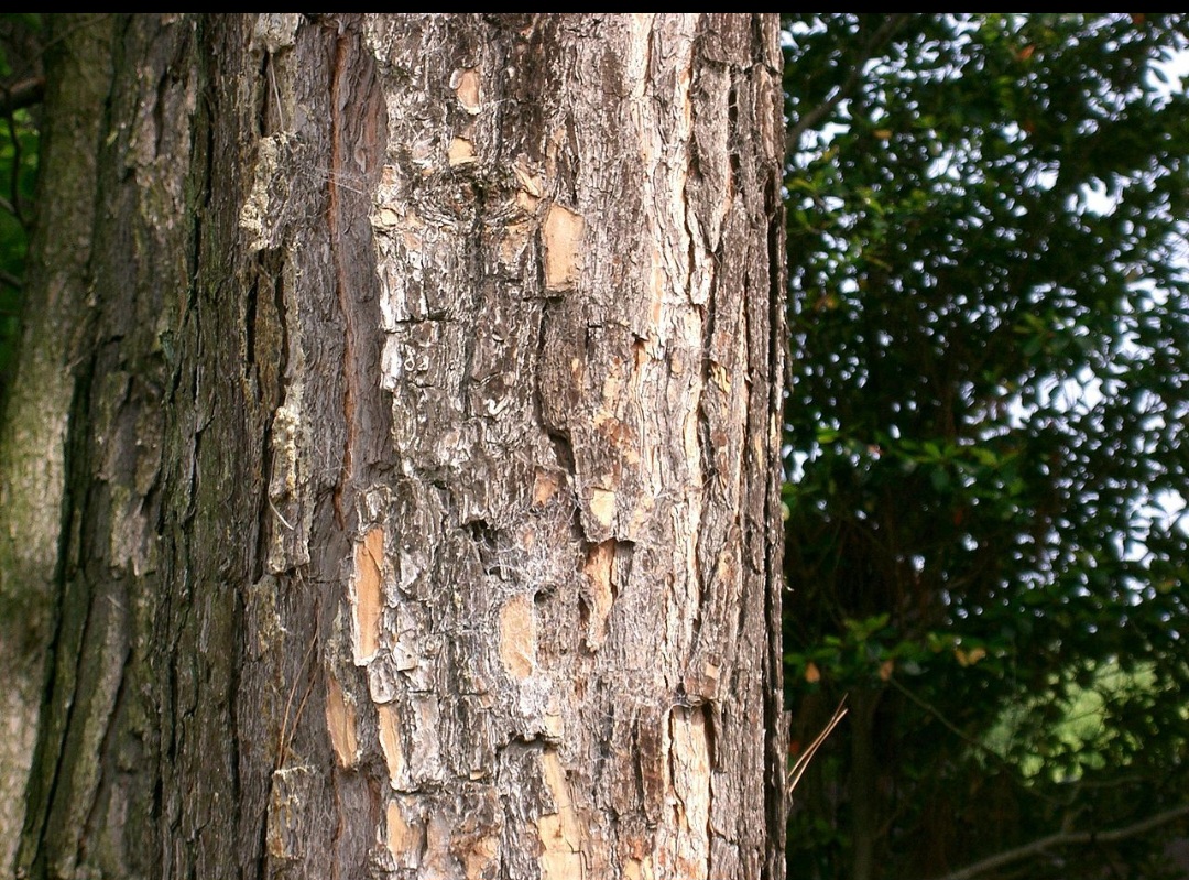 No entanto, são consumidores intensivos de água e nutrientes, competindo com plantas nativas e prejudicando a germinação do Cerrado.
