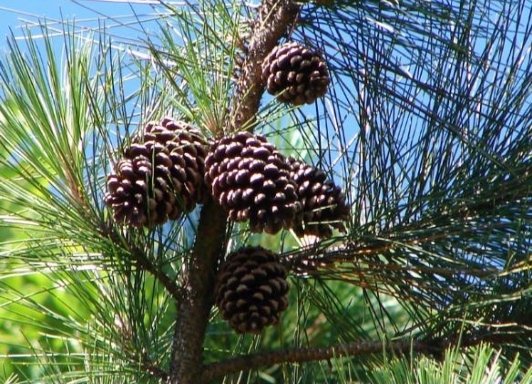 Ramos soltos e pinhas podem apresentar perigo ao público em locais turbulentos por vento, gerando risco de acidentes  .
