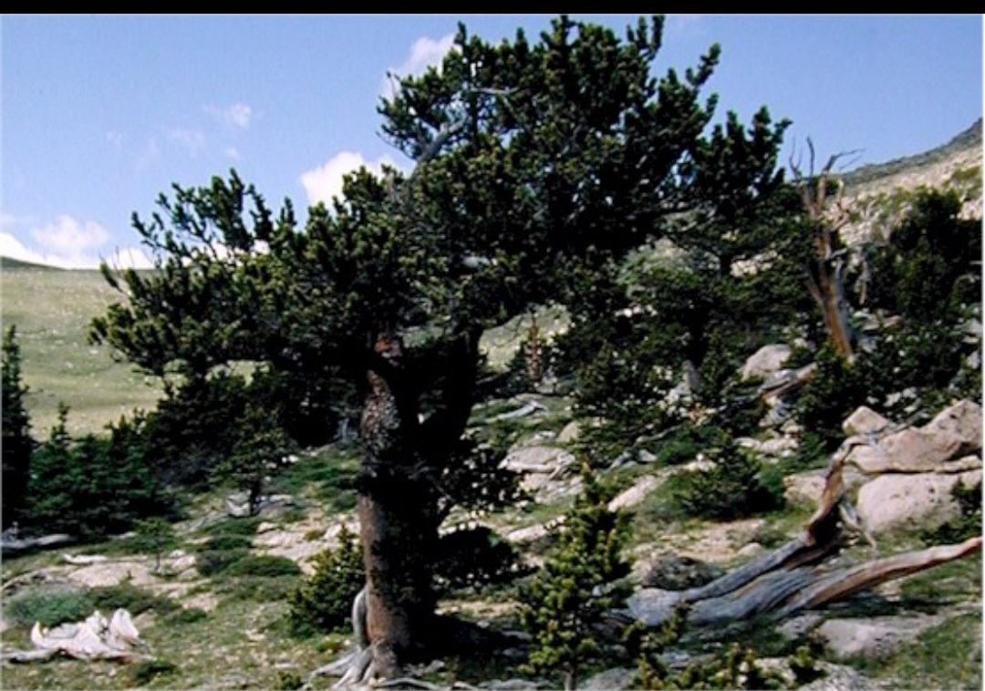 Espécies como Pinus elliottii podem sobreviver cerca de 200 anos, e outras, como Pinus aristata, que aparece na foto, vivem milênios  .
