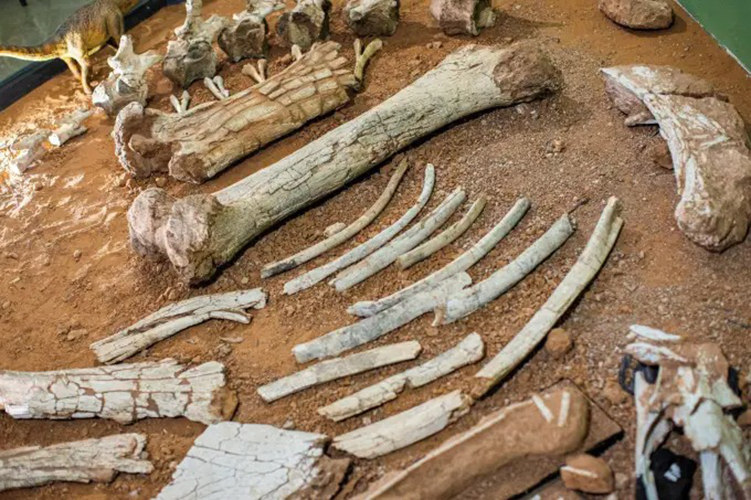 O museu fica na cidade de Monte Alto (a 350 km da capital paulista), onde existem mais de 30 pontos de coleta de fósseis.