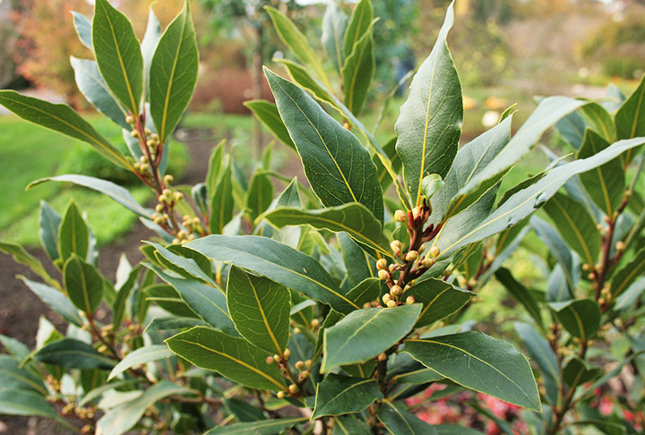 Louro - Possui compostos como eugenol, que têm propriedades aromáticas repelentes para as abelhas. Seu cheiro intenso pode ser incômodo e interferir na comunicação entre elas. Também pode bloquear sinais químicos essenciais para suas interações.
Quem plantar louro não precisa regar muitas vezes. É uma espécie habituada a pouca umidade. 